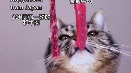 娱乐吃瓜酱小猫睡在哪里,揭秘萌宠的温馨睡眠角落  第2张